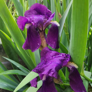 IRIS GERMANICA