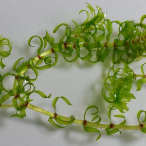 ELODEA