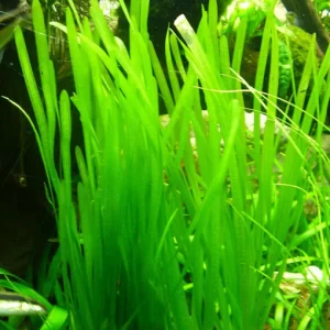 VALLISNERIA